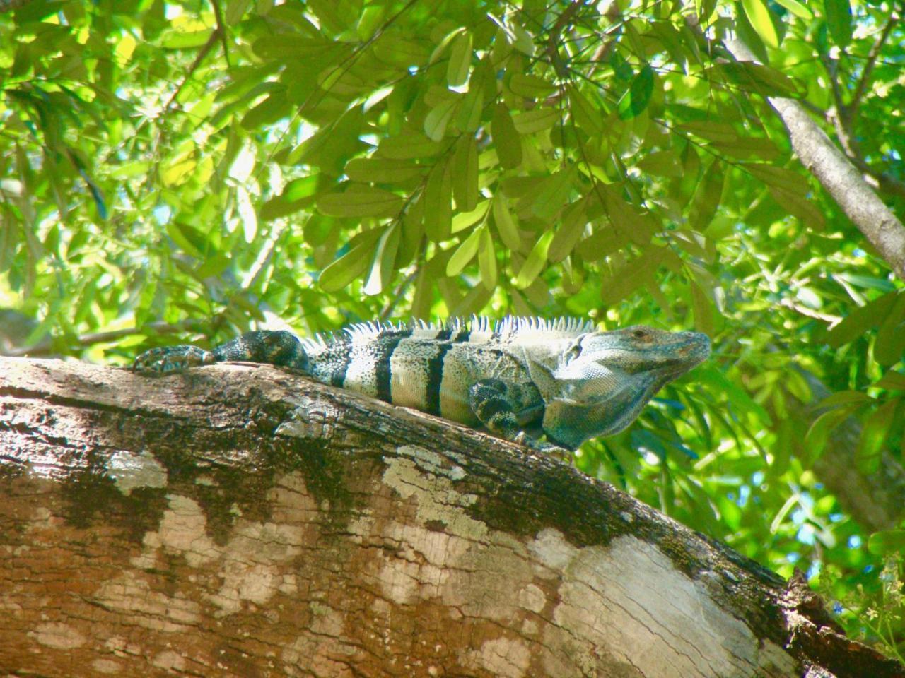 Hotel El Manglar بلايا غراندي المظهر الخارجي الصورة
